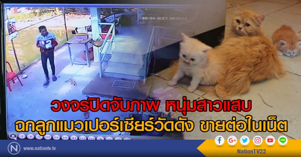 วงจรปิดจับภาพ หนุ่มสาวแสบ
ฉกลูกแมวเปอร์เซียร์วัดดัง ขายต่อในเน็ต วงจรปิดจับภาพ หนุ่มสาวแสบ
ฉกลูกแมวเปอร์เซียร์วัดดัง ขายต่อในเน็ต
