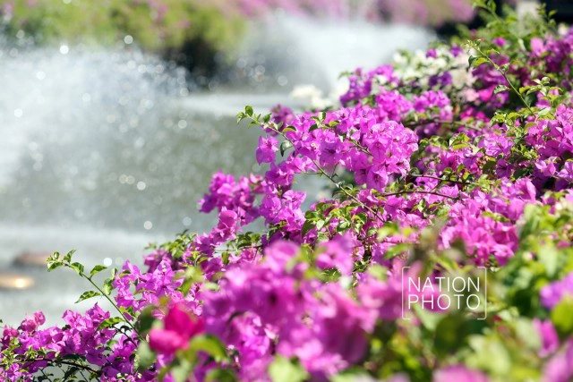 ดอกเฟื่องฟ้าเบ่งบานสร้างความสดชื่นหน้าทำเนียบรัฐบาล