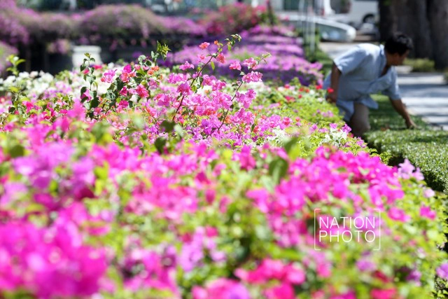 ดอกเฟื่องฟ้าเบ่งบานสร้างความสดชื่นหน้าทำเนียบรัฐบาล