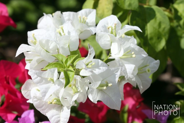 ดอกเฟื่องฟ้าเบ่งบานสร้างความสดชื่นหน้าทำเนียบรัฐบาล