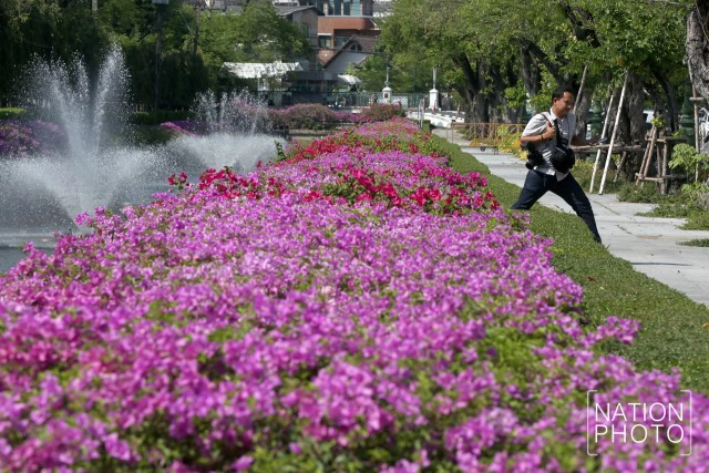 ดอกเฟื่องฟ้าเบ่งบานสร้างความสดชื่นหน้าทำเนียบรัฐบาล