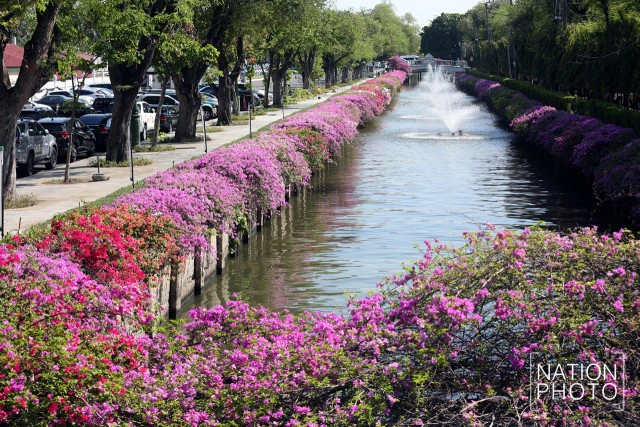 ดอกเฟื่องฟ้าเบ่งบานสร้างความสดชื่นหน้าทำเนียบรัฐบาล