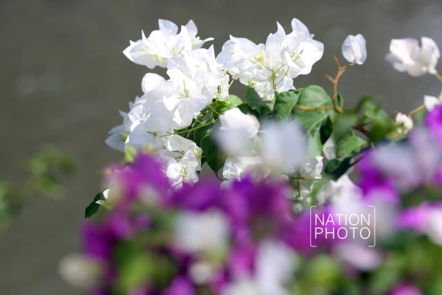 ดอกเฟื่องฟ้าเบ่งบานสร้างความสดชื่นหน้าทำเนียบรัฐบาล