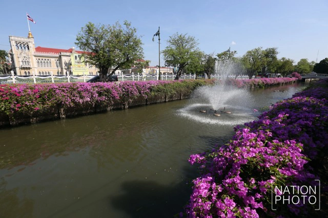 ดอกเฟื่องฟ้าเบ่งบานสร้างความสดชื่นหน้าทำเนียบรัฐบาล