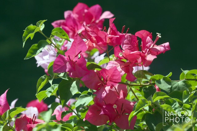 ดอกเฟื่องฟ้าเบ่งบานสร้างความสดชื่นหน้าทำเนียบรัฐบาล