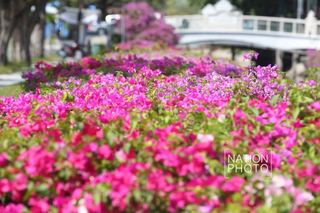 ดอกเฟื่องฟ้าเบ่งบานสร้างความสดชื่นหน้าทำเนียบรัฐบาล