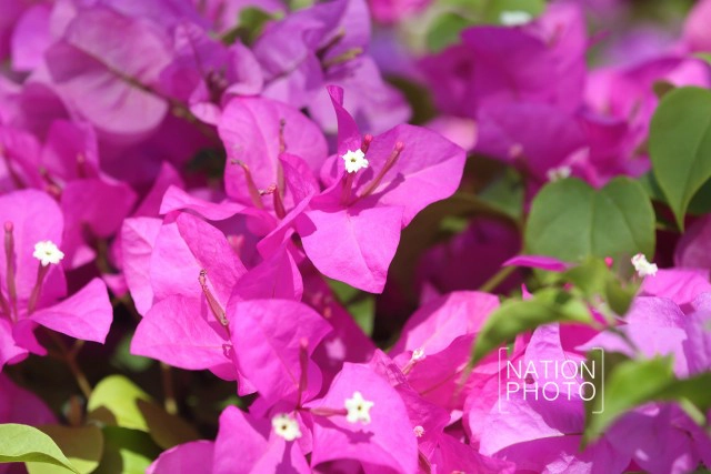 ดอกเฟื่องฟ้าเบ่งบานสร้างความสดชื่นหน้าทำเนียบรัฐบาล