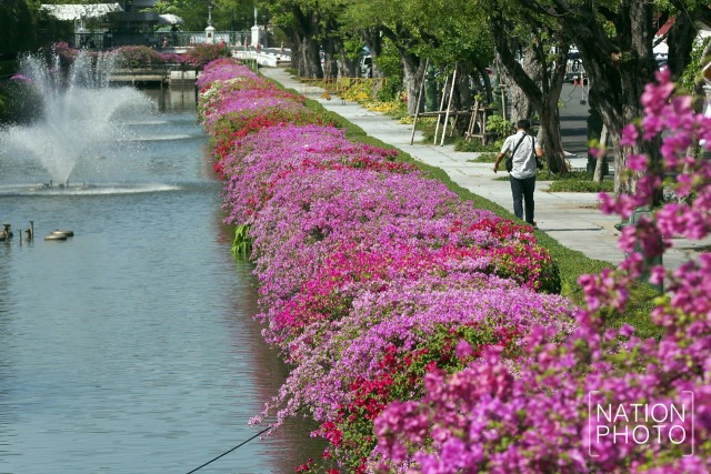 ดอกเฟื่องฟ้าเบ่งบานสร้างความสดชื่นหน้าทำเนียบรัฐบาล