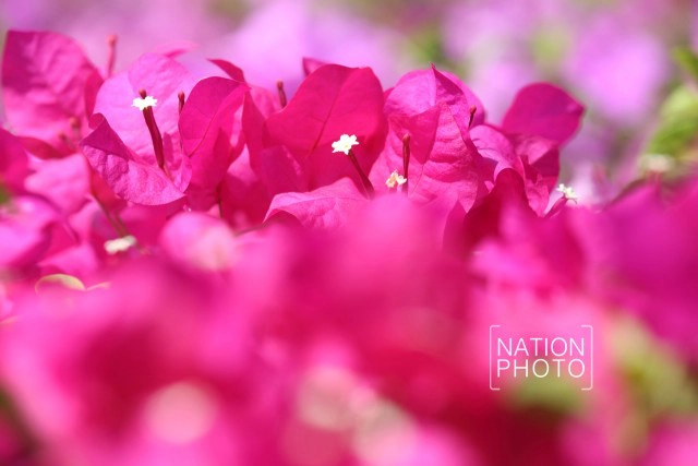 ดอกเฟื่องฟ้าเบ่งบานสร้างความสดชื่นหน้าทำเนียบรัฐบาล