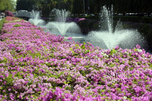 ดอกเฟื่องฟ้าเบ่งบานสร้างความสดชื่นหน้าทำเนียบรัฐบาล