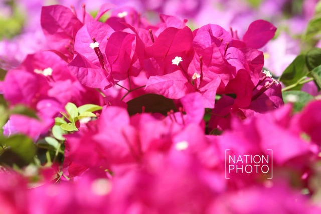 ดอกเฟื่องฟ้าเบ่งบานสร้างความสดชื่นหน้าทำเนียบรัฐบาล