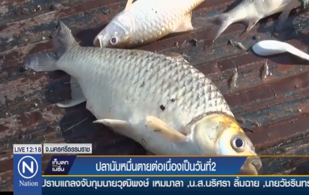 ปลานับหมื่นตายต่อเนื่องเป็นวันที่ 2 ปลานับหมื่นตายต่อเนื่องเป็นวันที่ 2