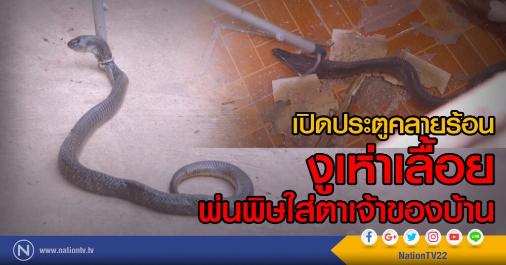 เปิดประตูคลายร้อน
งูเห่าเลื้อย
พ่นพิษใส่ตาเจ้าของบ้าน เปิดประตูคลายร้อน
งูเห่าเลื้อย
พ่นพิษใส่ตาเจ้าของบ้าน