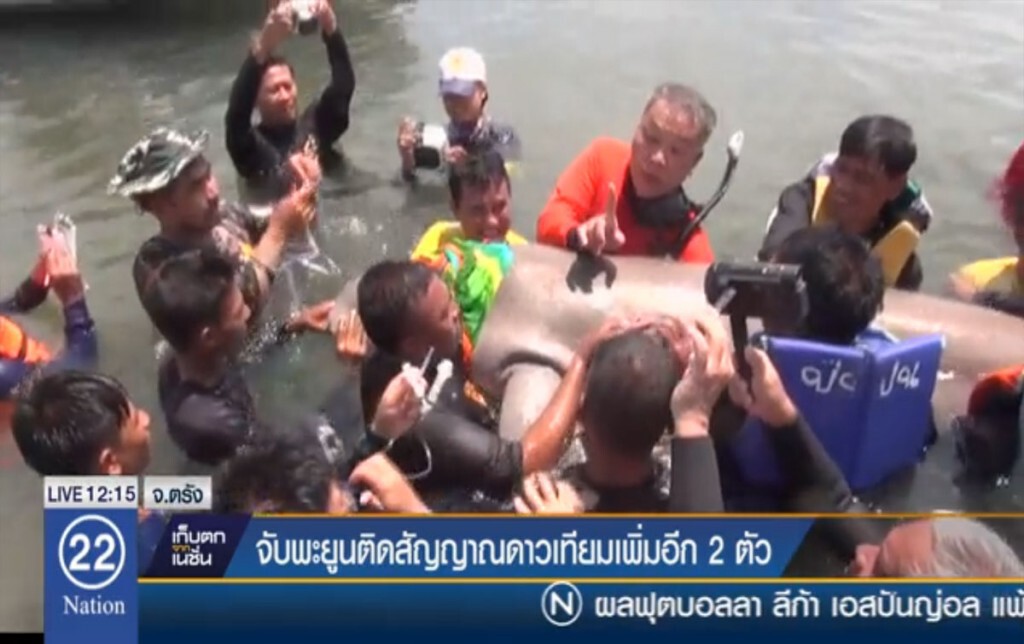 จับพะยูนติดสัญญาณดาวเทียม เพิ่มอีก 2 ตัว จับพะยูนติดสัญญาณดาวเทียม เพิ่มอีก 2 ตัว