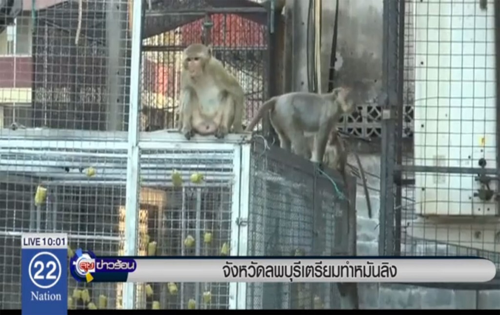จังหวัดลพบุรีเตรียมทำหมันลิง จังหวัดลพบุรีเตรียมทำหมันลิง