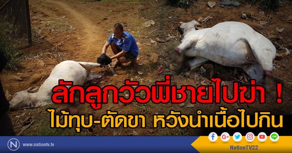 ลักลูกวัวพี่ชายไปฆ่า !
ไม้ทุบ-ตัดขา หวังนำเนื้อไปกิน