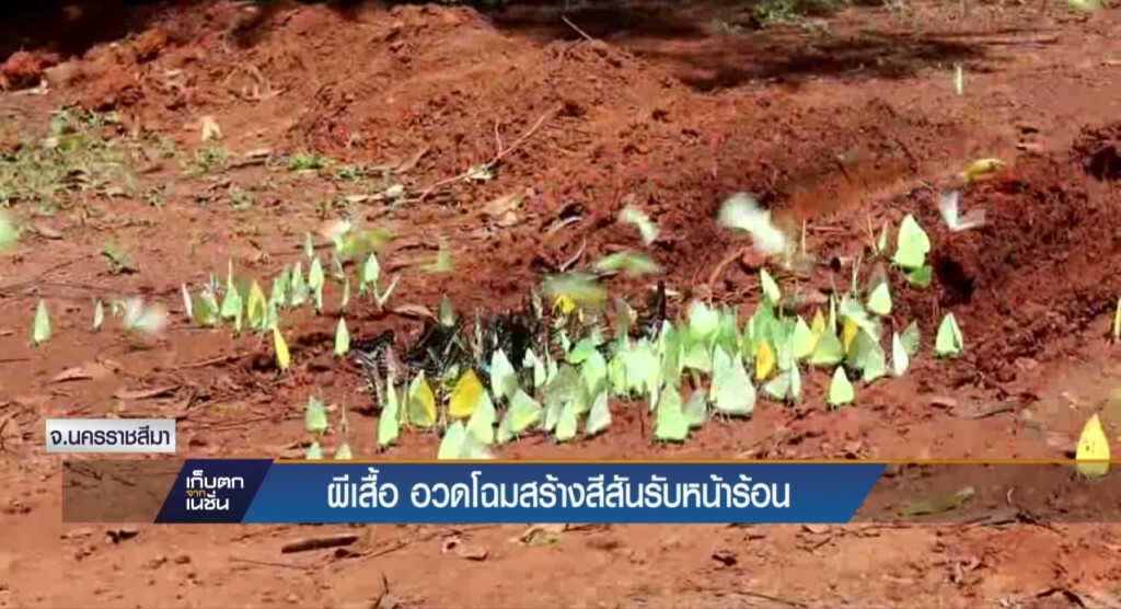 24-4-60 เก็บตกเที่ยง : ผีเสื้อ อวดโฉมสร้างสีสันรับหน้าร้อน จ.นครราชสีมา 24-4-60 เก็บตกเที่ยง : ผีเสื้อ อวดโฉมสร้างสีสันรับหน้าร้อน จ.นครราชสีมา