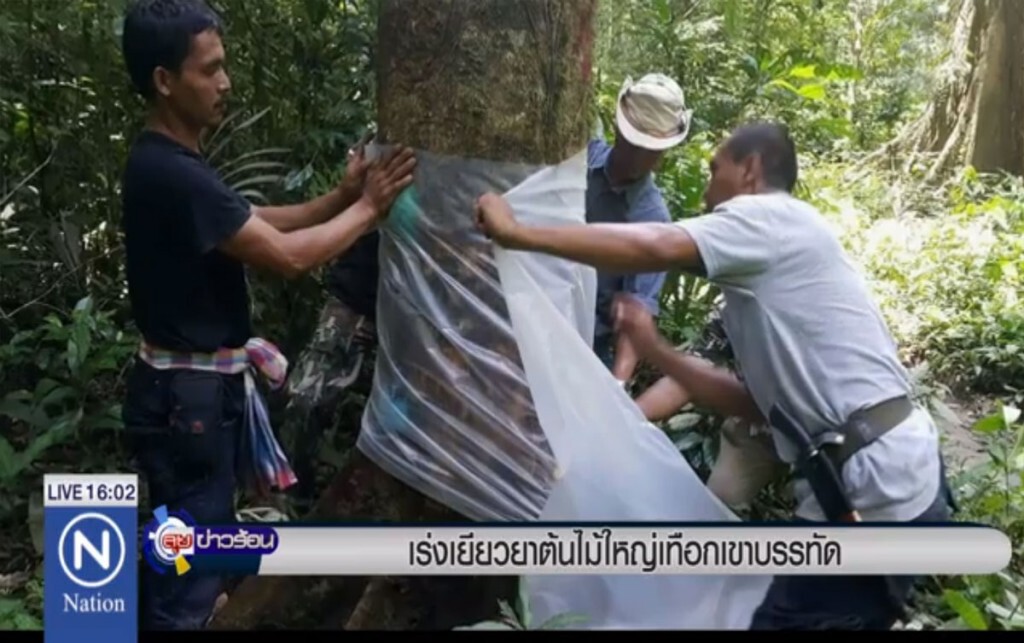เร่งเยียวยาต้นไม้ใหญ่ เทือกเขาบรรทัด เร่งเยียวยาต้นไม้ใหญ่ เทือกเขาบรรทัด