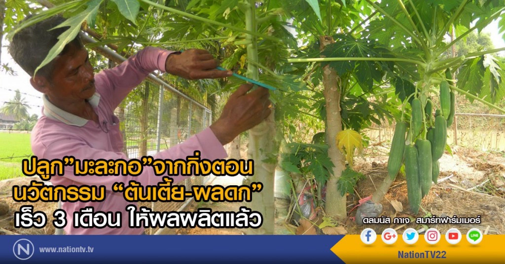 ปลูกมะละกอจากกิ่งตอน นวัตกรรม "ต้นเตี้ย-ผลดก" 3 เดือนให้ผลผลิต