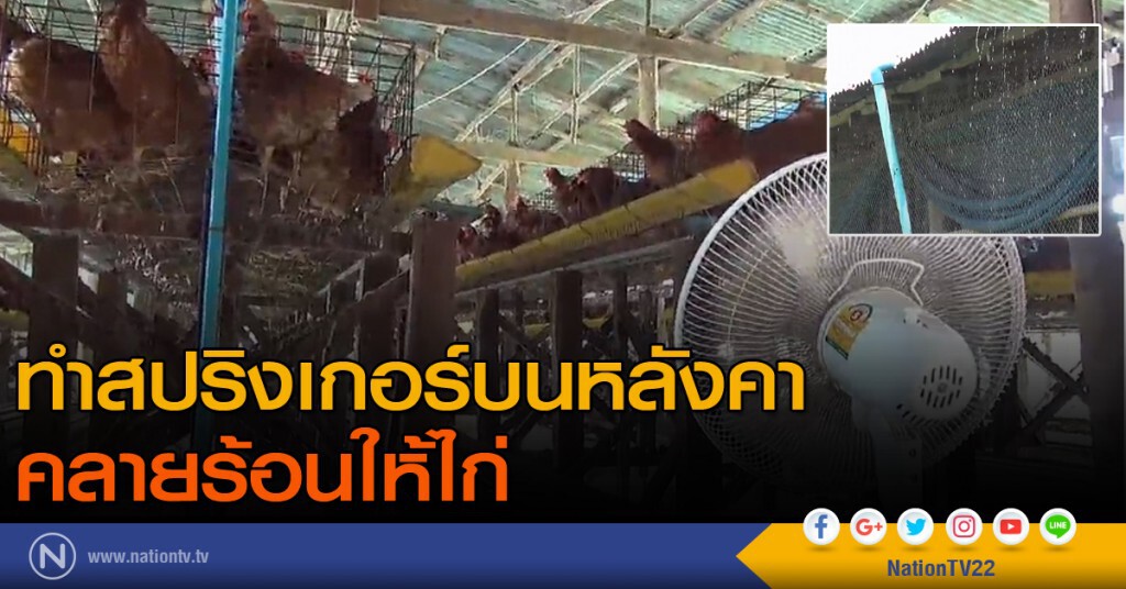 ทำสปริงเกอร์บนหลังคา คลายร้อนให้ไก่ ทำสปริงเกอร์บนหลังคา คลายร้อนให้ไก่