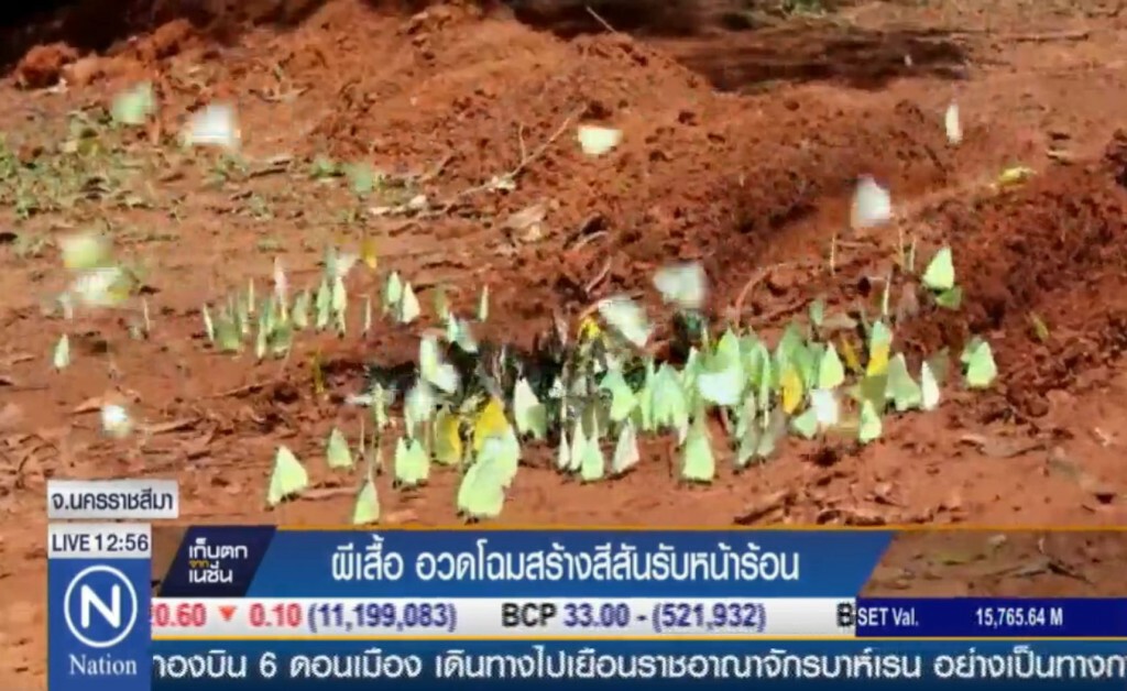 "ผีเสื้อ" อวดโฉมสร้างสีสันรับหน้าร้อน "ผีเสื้อ" อวดโฉมสร้างสีสันรับหน้าร้อน