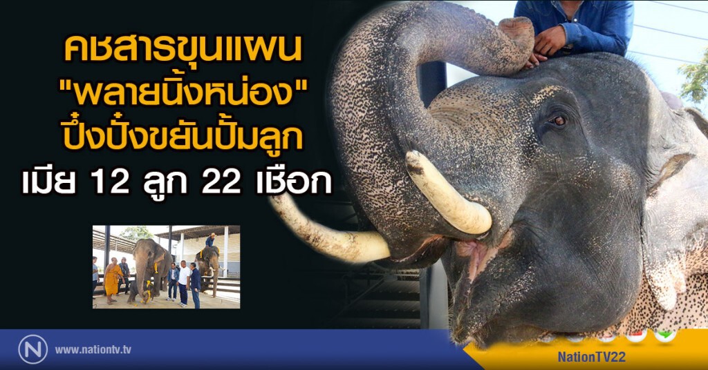 คชสารขุนแผน "พลายนิ้งหน่อง"
ปึ๋งปั๋งขยันปั้มลูก เมีย 12 ลูก 22 เชือก