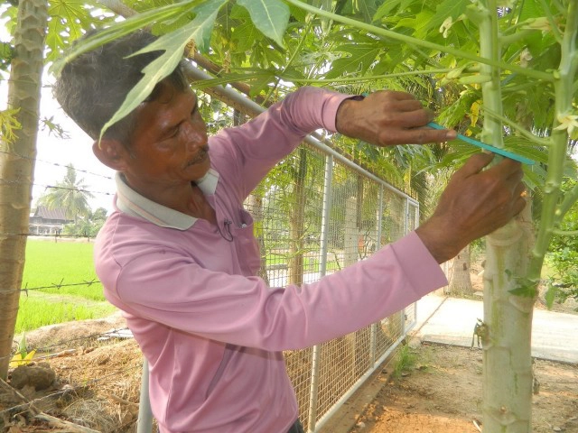 ปลูกมะละกอจากกิ่งตอน นวัตกรรม "ต้นเตี้ย-ผลดก" 3 เดือนให้ผลผลิต