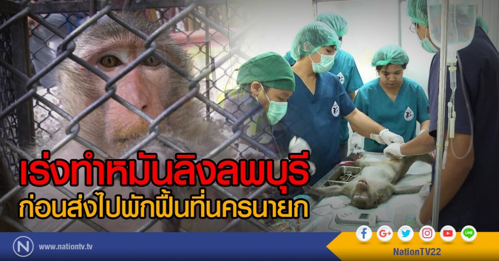 เร่งทำหมันลิงลพบุรี
ก่อนส่งไปพักฟื้นที่นครนายก เร่งทำหมันลิงลพบุรี
ก่อนส่งไปพักฟื้นที่นครนายก