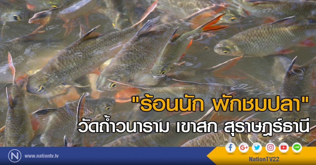 "ร้อนนัก พักชมปลา" วัดถ้ำวนาราม เขาสก สุราษฎร์ธานี