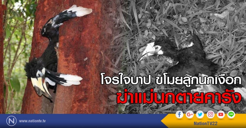 โจรใจบาป ขโมยลูกนกเงือก
ฆ่าแม่นกตายคารัง