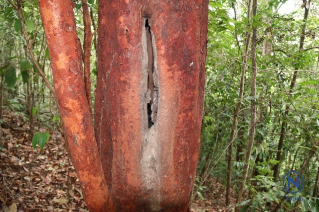 โจรใจบาป ขโมยลูกนกเงือก
ฆ่าแม่นกตายคารัง