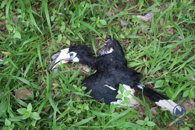 โจรใจบาป ขโมยลูกนกเงือก
ฆ่าแม่นกตายคารัง