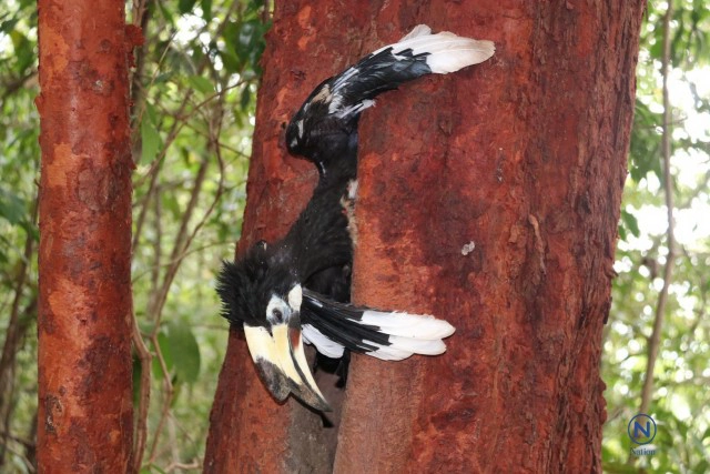 โจรใจบาป ขโมยลูกนกเงือก
ฆ่าแม่นกตายคารัง