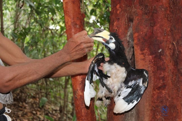 โจรใจบาป ขโมยลูกนกเงือก
ฆ่าแม่นกตายคารัง