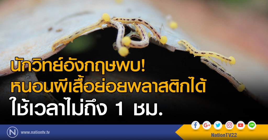 นักวิทย์พบ! หนอนผีเสื้อย่อยพลาสติกได้ไม่ถึง 1 ชม.