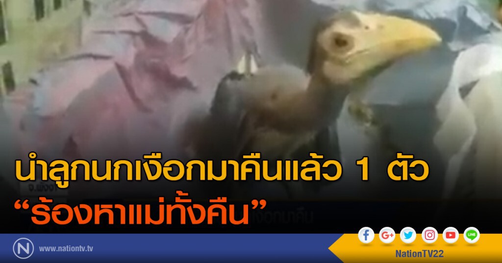 นำลูกนกเงือกมาคืนแล้ว 1 ตัว นำลูกนกเงือกมาคืนแล้ว 1 ตัว