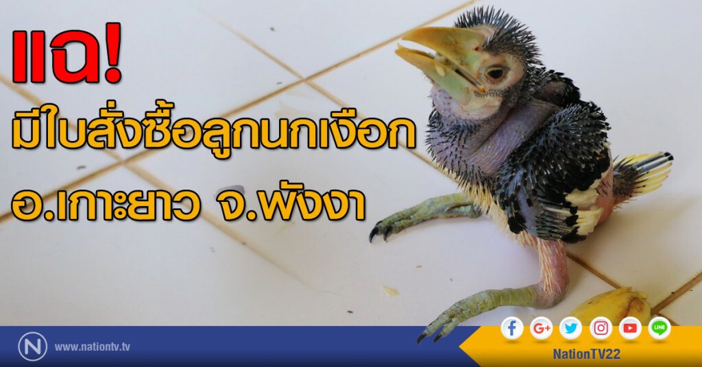 แฉ! มีใบสั่งซื้อลูกนกเงือก อ.เกาะยาว จ.พังงา แฉ! มีใบสั่งซื้อลูกนกเงือก อ.เกาะยาว จ.พังงา