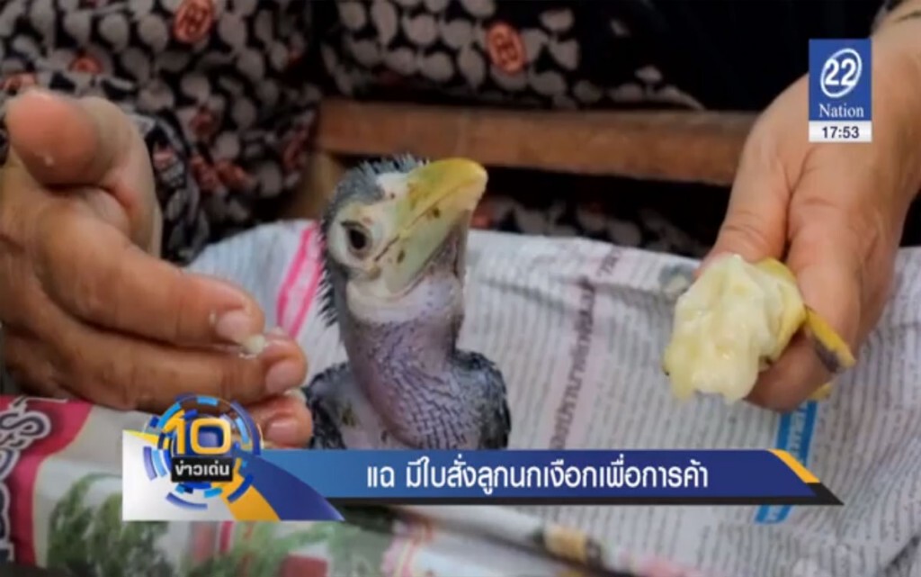 ใบสั่งลูกนกเงือกเพื่อการค้า ใบสั่งลูกนกเงือกเพื่อการค้า