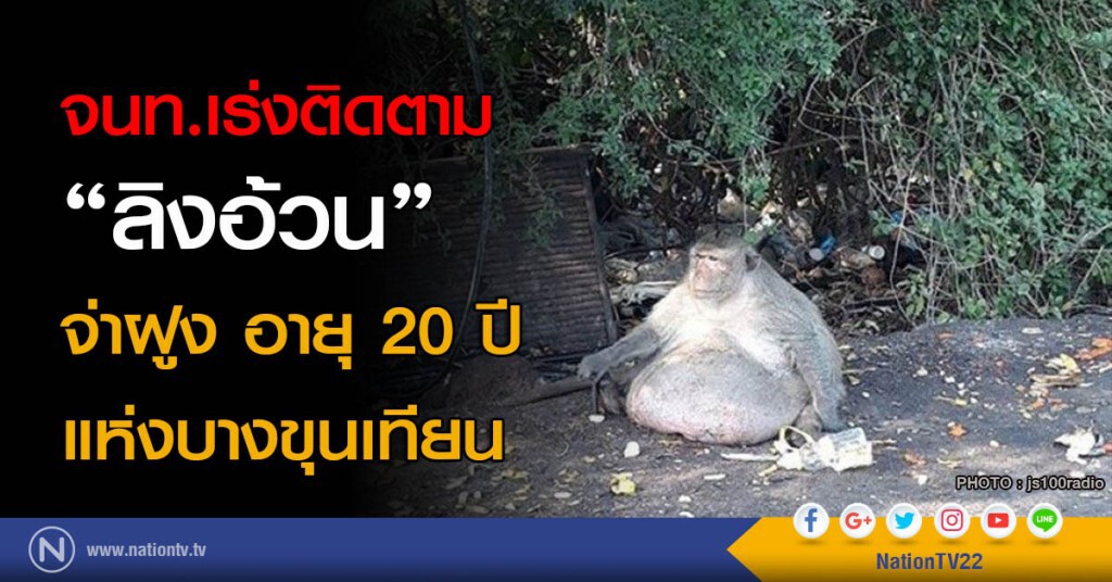 จนท.เร่งติดตาม "ลิงอ้วน" จ่าฝูง อายุ 20 ปี แห่งบางขุนเทียน