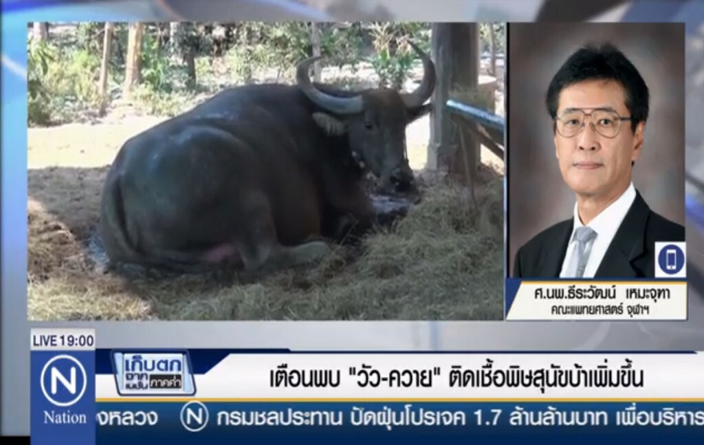 เตือนพบ "วัว-ควาย" ติดเชื้อพิษสุนัขเพิ่มขึ้น เตือนพบ "วัว-ควาย" ติดเชื้อพิษสุนัขเพิ่มขึ้น