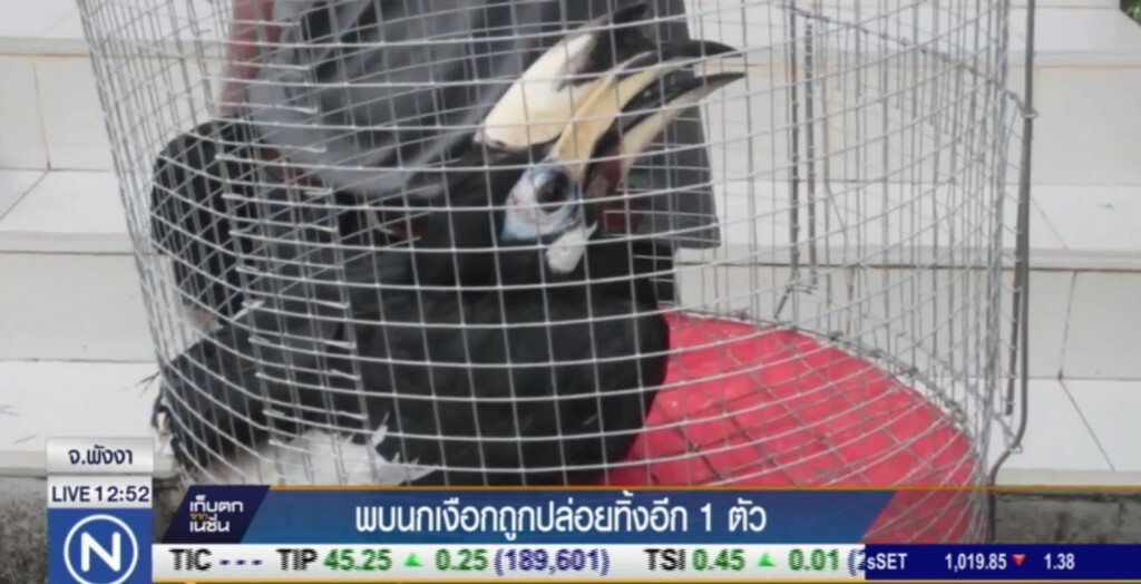 พบลูกนกเงือก ถูกปล่อยทิ้ง คาดกลัวความผิด