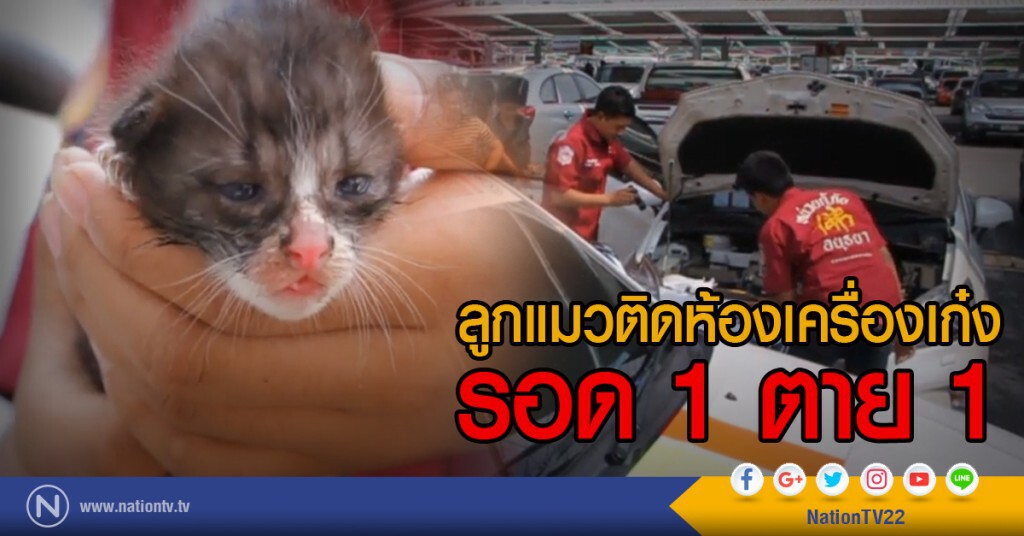 ลูกแมวติดห้องเครื่องเก๋ง
รอด 1 ตาย 1 ลูกแมวติดห้องเครื่องเก๋ง
รอด 1 ตาย 1