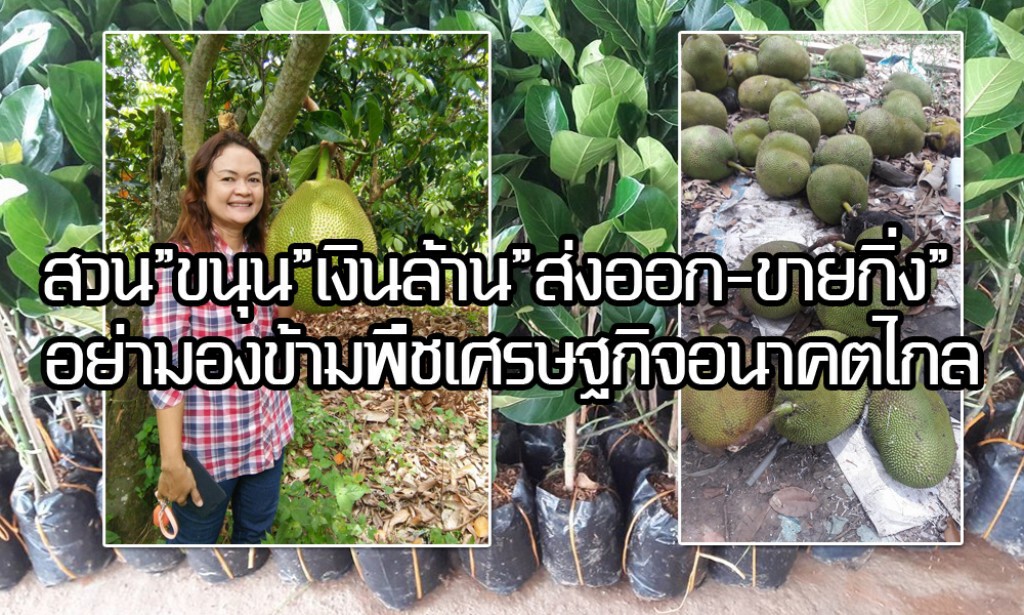สวน"ขนุน"เงินล้าน"ส่งออก-ขายกิ่ง" อย่ามองข้ามพืชเศรษฐกิจอนาคตไกล