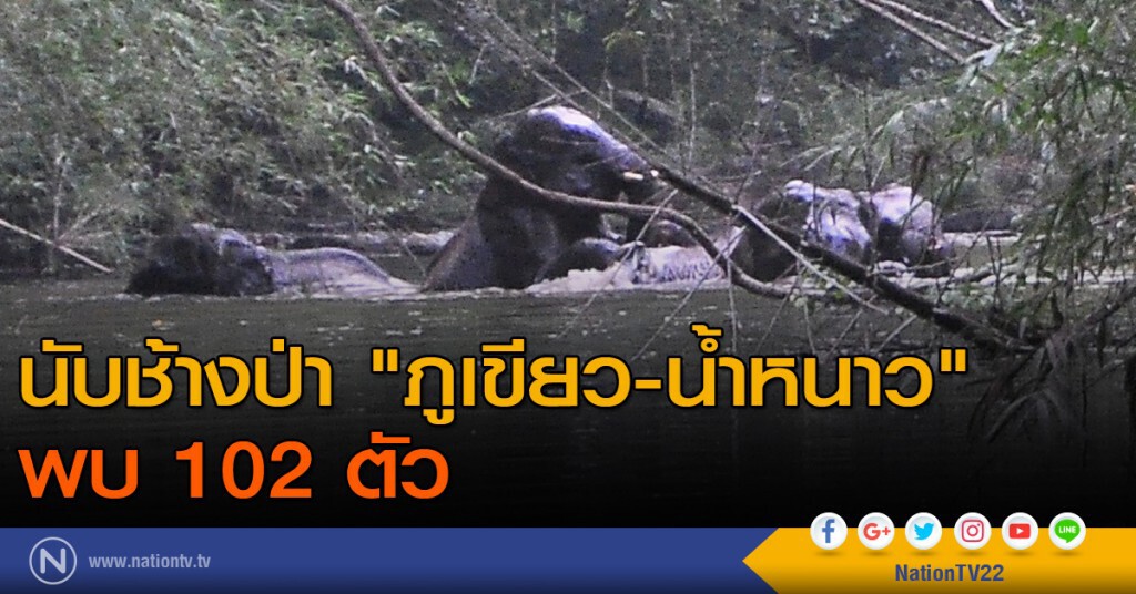 นับช้างป่า "ภูเขียว-น้ำหนาว" พบ 102 ตัว