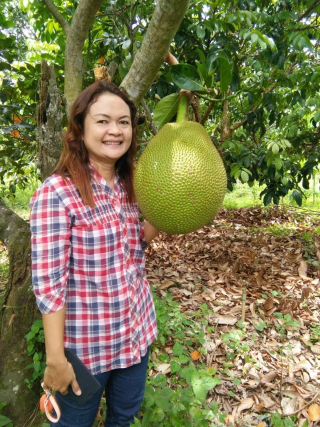 สวน"ขนุน"เงินล้าน"ส่งออก-ขายกิ่ง" อย่ามองข้ามพืชเศรษฐกิจอนาคตไกล