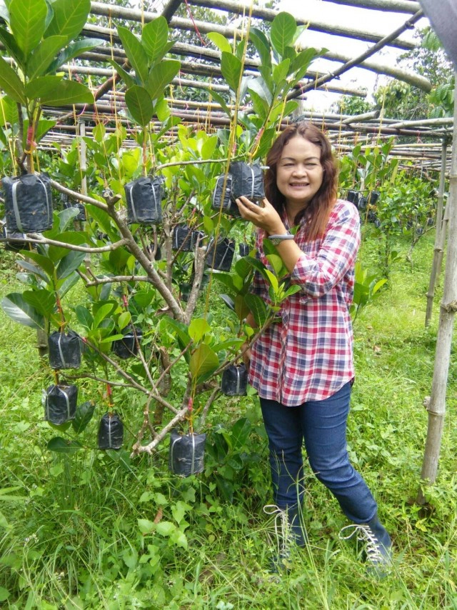 สวน"ขนุน"เงินล้าน"ส่งออก-ขายกิ่ง" อย่ามองข้ามพืชเศรษฐกิจอนาคตไกล