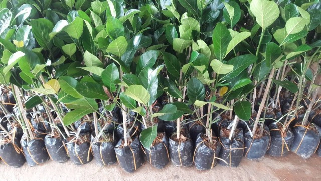 สวน"ขนุน"เงินล้าน"ส่งออก-ขายกิ่ง" อย่ามองข้ามพืชเศรษฐกิจอนาคตไกล