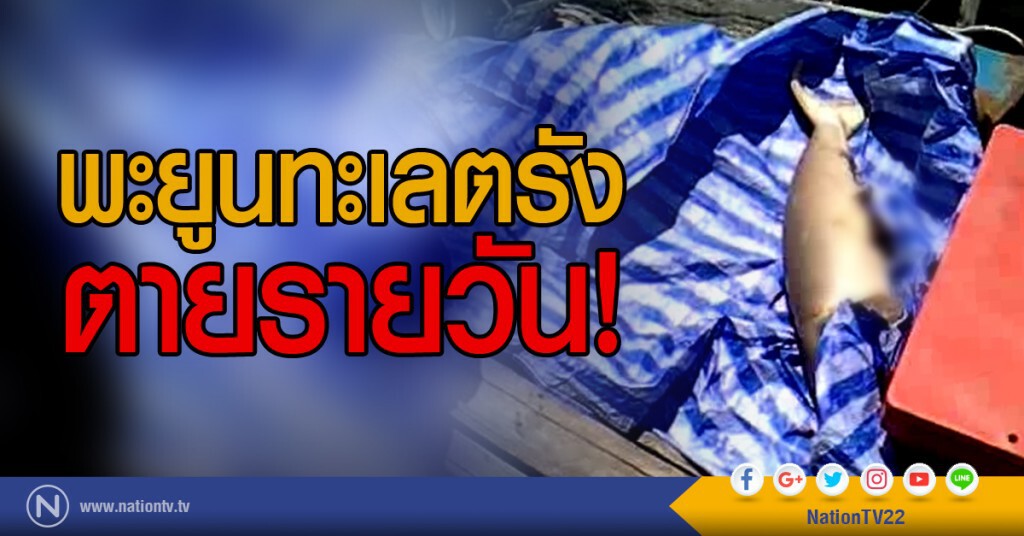พะยูนทะเลตรัง
ตายรายวัน!