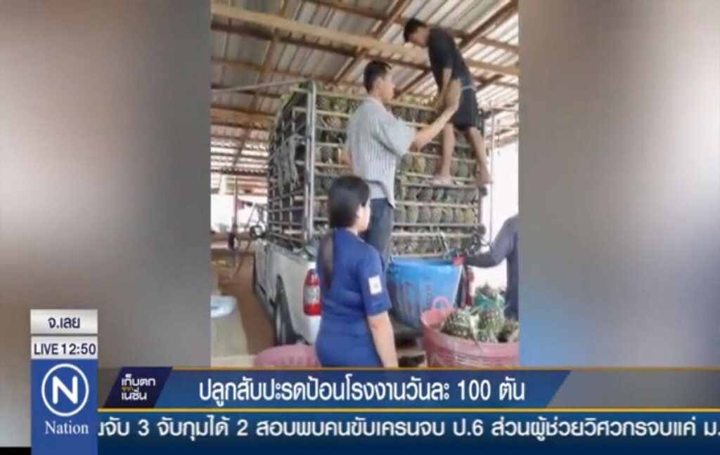 ปลูกสับปะรดป้อนโรงงานวันละ 100 ตัน ปลูกสับปะรดป้อนโรงงานวันละ 100 ตัน
