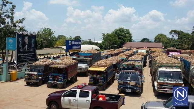 ทุกข์ของชาวไร่มัน
ขนมันเทปิดถนนหน้าโรงงาน
หลังรง.หยุดรับซื้อมา 3 วัน